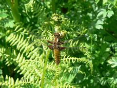 6 Four Spot Chaser